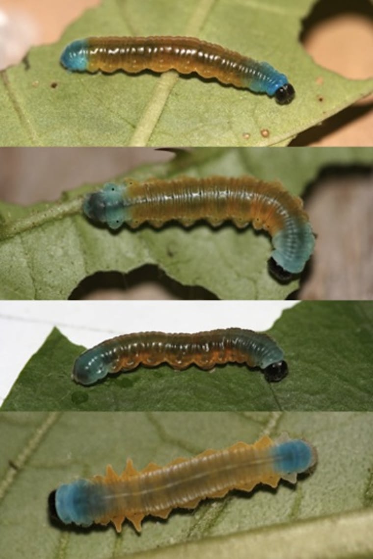 This image shows four different Neotropical caterpillar species from eastern Ecuador that have adapted the same warning color, a mimicry technique, to deter predators. Pictured are Pseudoscadaflorula, from top, Oleriasexmaculata, Ithomiaamarilla and Forbestraolivencia.