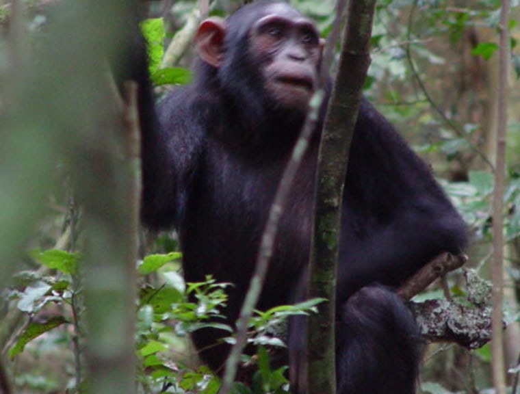 A female chimpanzee holds a stick that was treated like a doll.