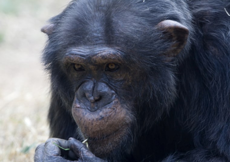 Central African chimpanzees crave honey so much that they've invented the animal kingdom's most complex known set of tools to get it. The "kit" includes five different tools.