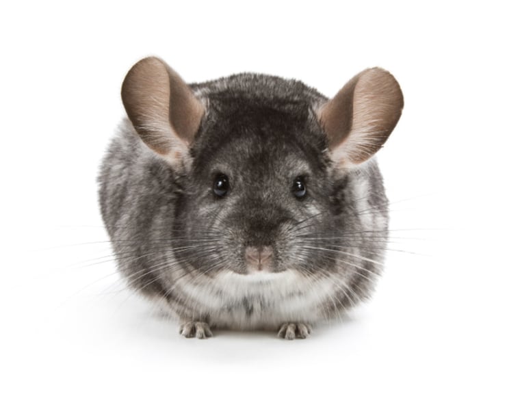 Chinchilla Poop Reveals How Much It Rained