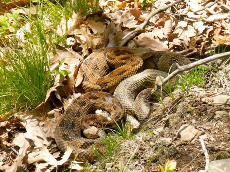 Image: Pregnant female timber rattlesnakes cluster together at birthing rookeries in New York state.