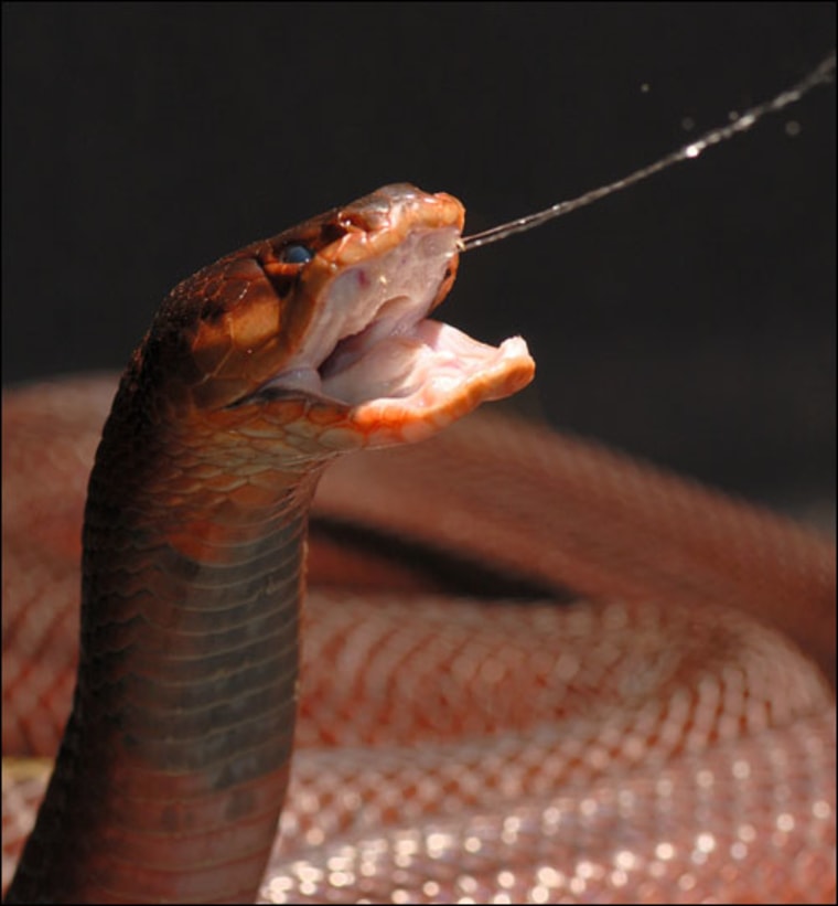 Bruce Young |
 
Master Spitter 
A spitting cobra in action. Scientists have explained the precise aim of a venom-spitting cobra as a two-part process: the muscular wind-up and the psychological psych-out of the victim.