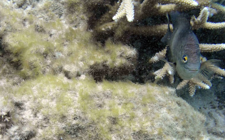 Damselfish dispose of less palatable algae, since they lack organs and digestive enzymes that would allow them to stomach more fibrous algal species.