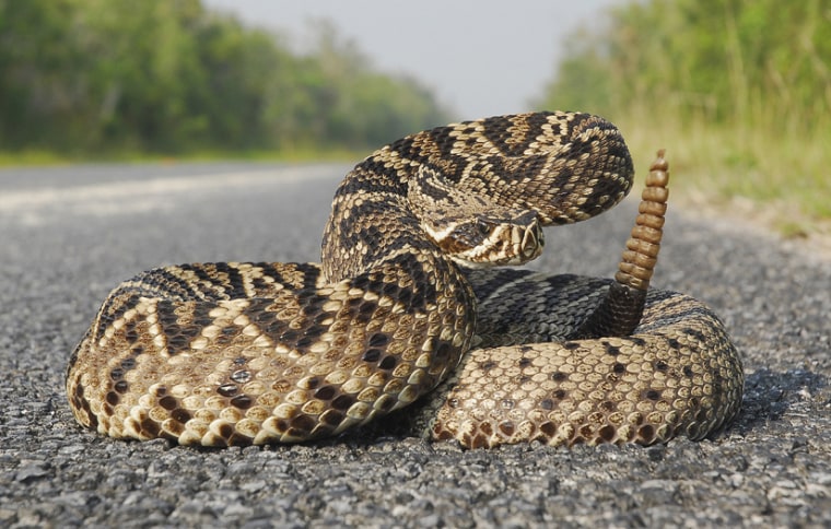 An eastern diamond rattlesnake, like the one shown here, recently gave birth five years after mating.