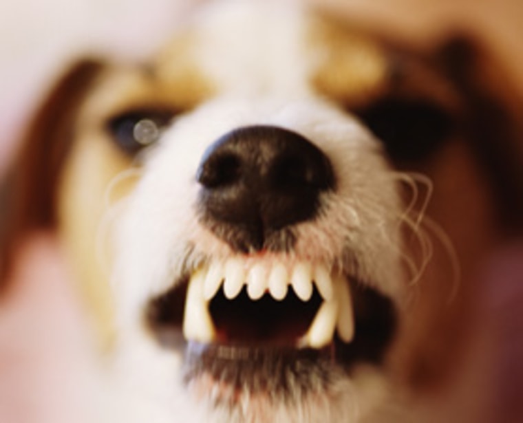 A Jack Russell terrier snarls. Research shows that growls have multiple dog-to-dog meanings.