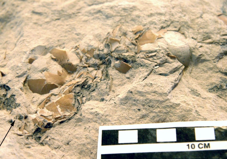 Nest and eggs fossilized in a limestone block.