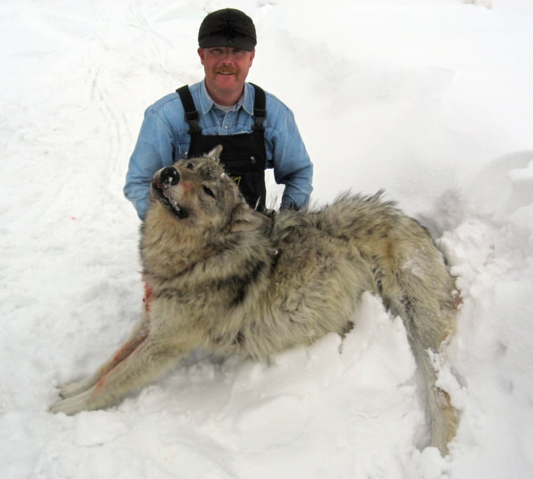 Image: Tony Saunders, gray wolf