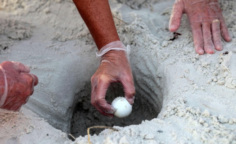 Image: U.S. Fish and Wildlife Biologists reach into a sea turtle nest to harvest eggs from the sand in Port St. Joe, Fla.