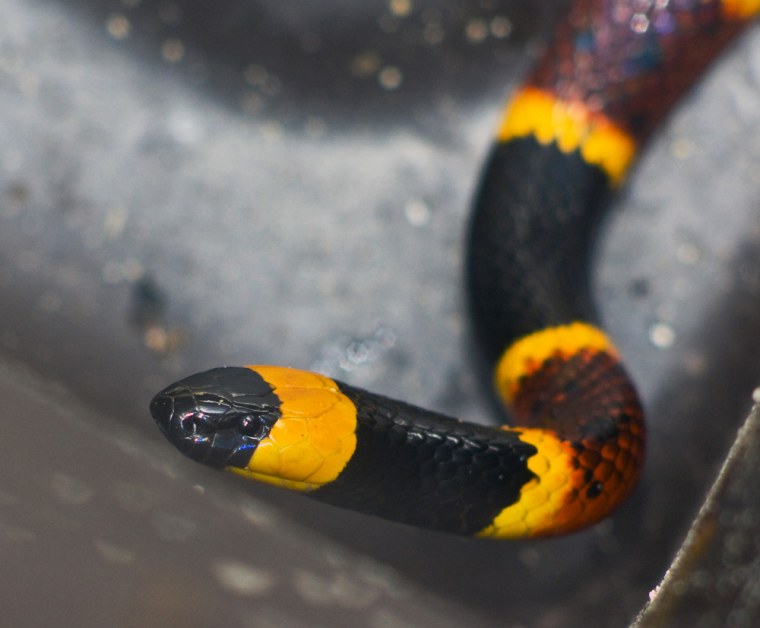 Image: Eastern Coral snake