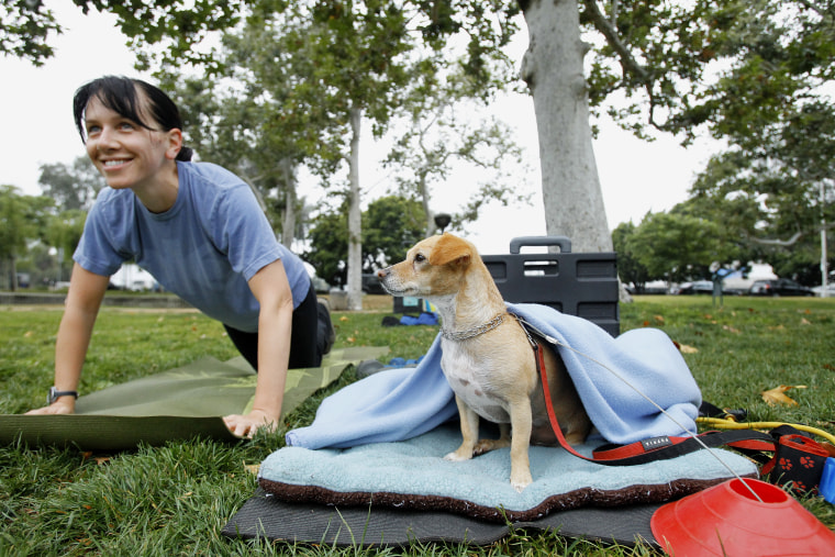 Image: Logan, a Chihuahua terrier mix sits while his owner Laura Allen works out