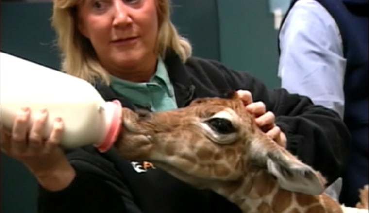 Image: giraffe Molly