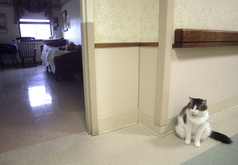FILE - In this July 23, 2007 file photo, Oscar, a hospice cat with an uncanny knack for predicting when nursing home patients are going to die, sits outside a patient's room at the Steere House Nursing and Rehabilitation Center in Providence, R.I. Dr. David Dosa profiles Oscar in a book released this week,