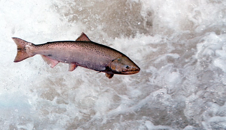 Many freshwater habitats of salmon are facing warmer temperaturess and altered seasonal flows, the IUCN says. \"While human activities are largely responsible\" for declines in many salmon populations, \"climate change could now exacerbate or even supersede these threats, particularly in the southern part of their natural range.\"
<br><br>
Adaptation for salmon is made harder by existing pollution and habitat pressures.
<br><br>
<b>Flagship for:</b> Climate effects on freshwater ecosystems, and how impacts on wild species can have a direct effect on economies