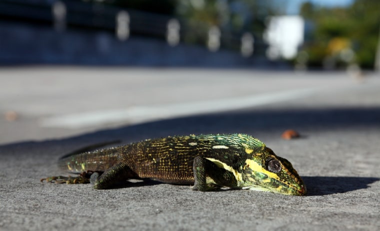 Image: Cold iguana that fell from a tree