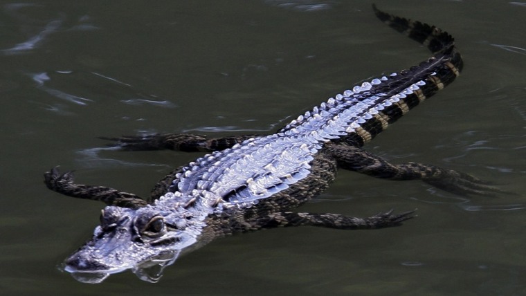 Image: An American Alligator swims along the North branch of the Chicago River, Monday
