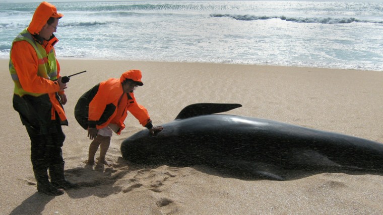 Image: Two people inspect one of 25 pilot whales