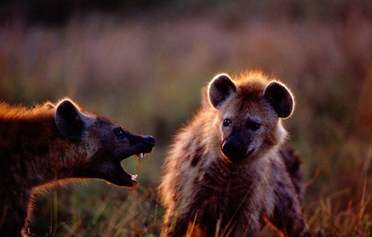 Two spotted hyenas are pictured. A new find suggests that human ancestors may have eaten the animal, at least once. 