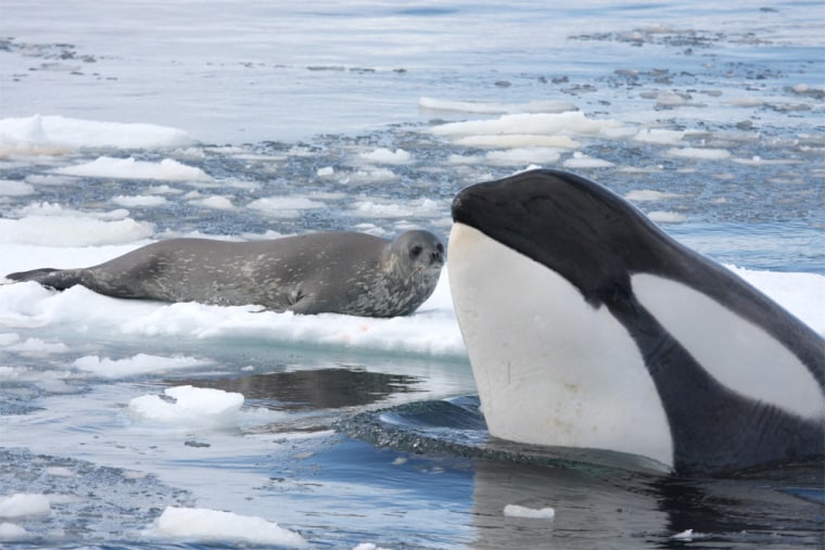 A killer whale identifies a Weddell seal resting on an ice floe off the western Antarctic Peninsula. The whale will notify other killer whales in the area so they can coordinate a wave to wash the seal off the floe.