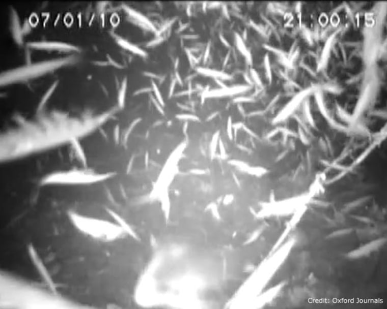 A still photograph taken from a video made by a deep-water camera captures krill in the sex act. 