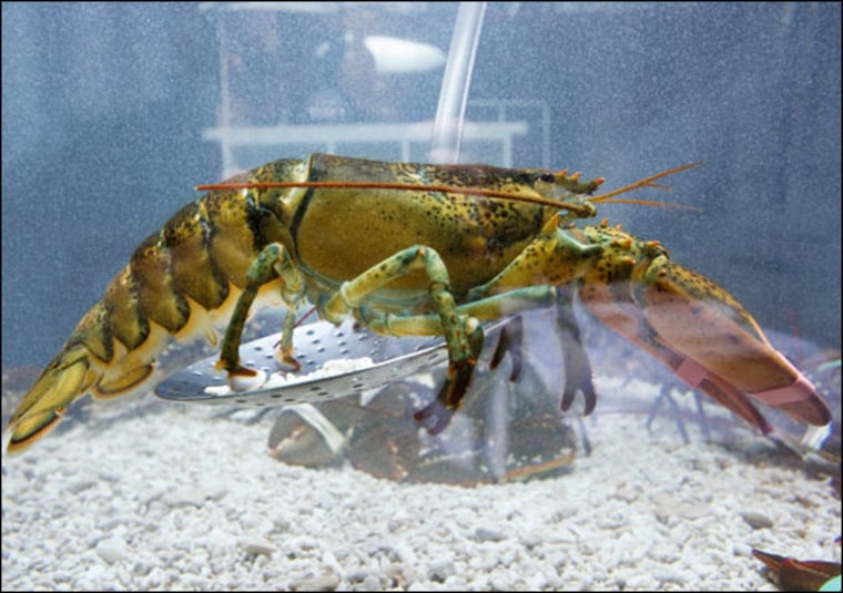 Getty Images |
 
You Think You're Stressed Out? 
Crustaceans such as lobsters can feel pain and stress, despite differences in their nervous systems compared to mammals, say scientists.