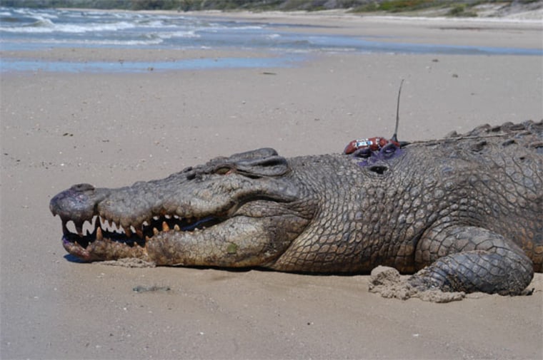 Secrets of surfing crocodiles revealed