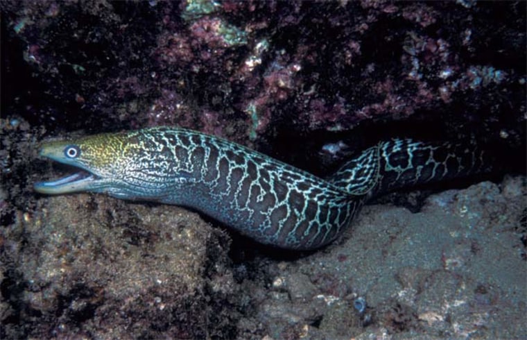 The undulated moray sports a pattern of light undulating lines and speckles on a dark green background, with a snout that is often yellow. The slender fish can reach between 3 to 5 feet in length. 