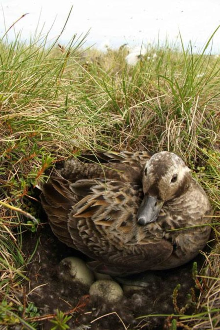 Long-tailed duck at its nest near Teshekpuk Lake in Alaska. 