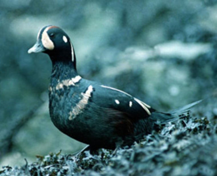 An oil-covered bird on Knight Island, Alaska, in March, 1989, following the Exxon Valdez disaster. Wildlife experts explain cleaning animals after an oil spill is a lengthy process.