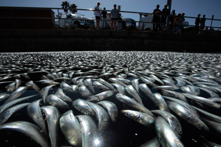 Image: People look at fish lying dead in the harbor area of Redondo Beach