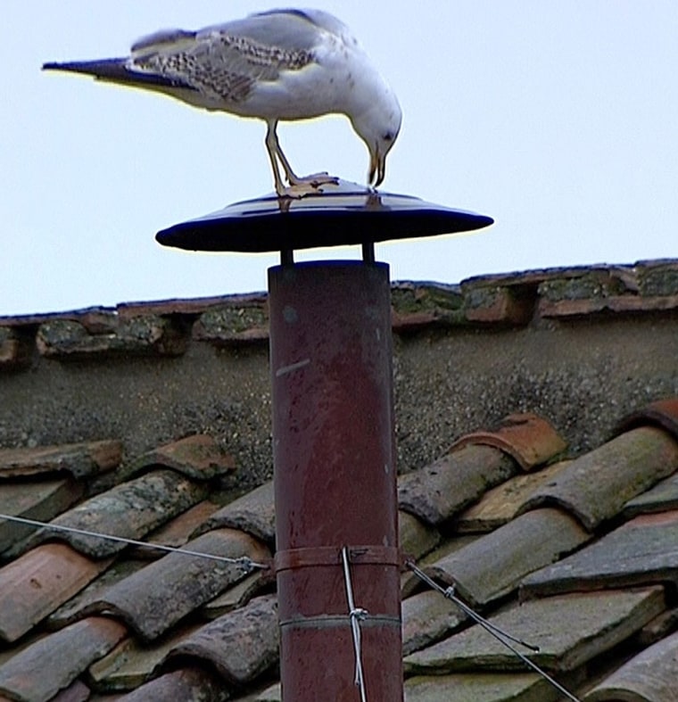 Image: A seagull stands on the chimney on top of the Sistine Chapel, during the second day of voting for the election of a new pope at the Vatican