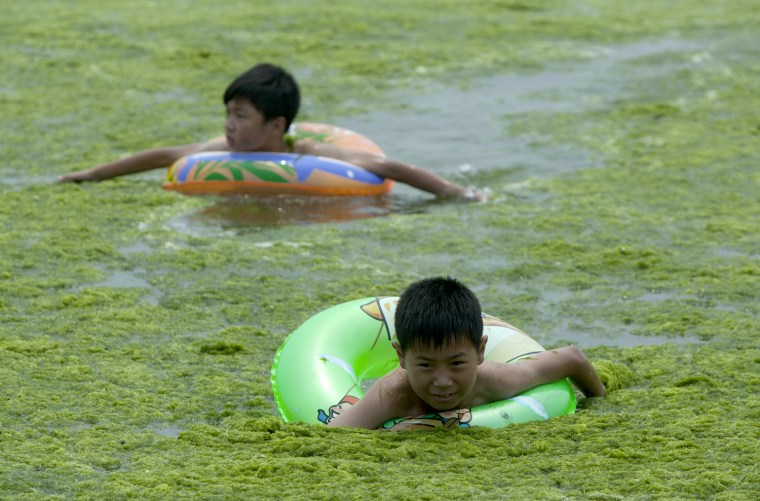 Image: Seaweed Swamps Qingdao Coastline