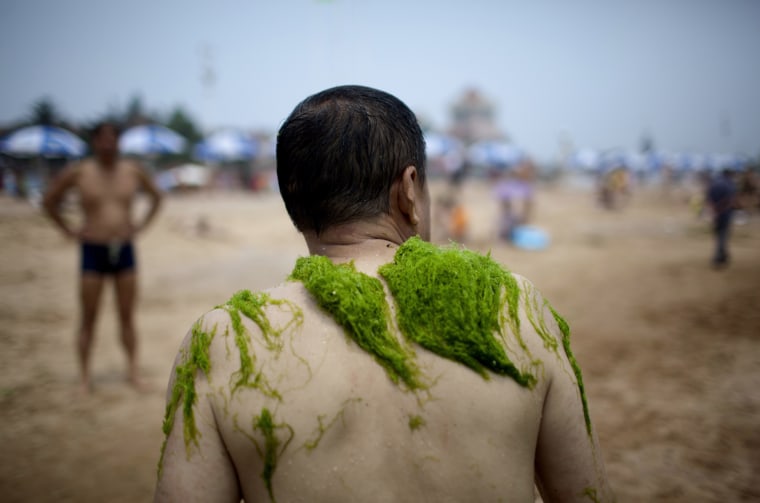 Image: Seaweed Swamps Qingdao Coastline