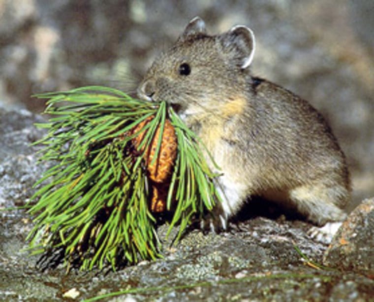 The American pika, a small mountain-dwelling mammal in the West, appears to be handling climate change better than expected.