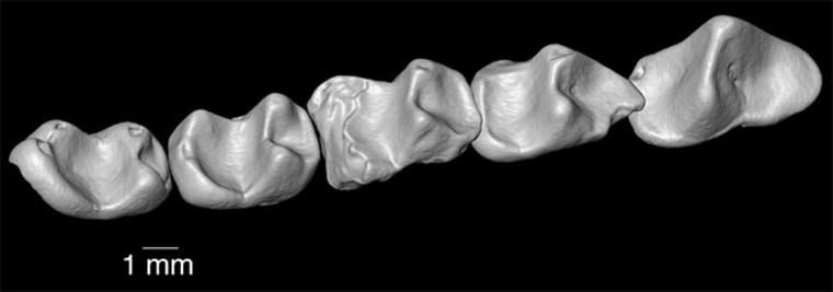 This composite shows the lower dentition of the 37 million-year-old primate.