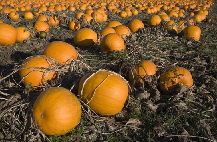 A pumpkin patch ready for harvest. 