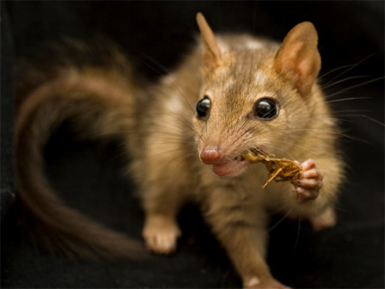 The northern quoll Dasyurus hallucatus is a cat-sized marsupial predator that feeds on invertebrates, fruits, lizards and frogs. 