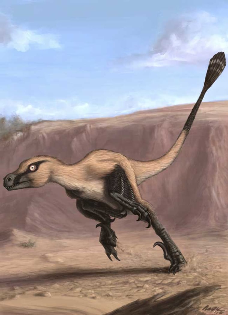 A newly discovered dinosaur was likely an agile predator that took down prey such as horned dinosaurs. 