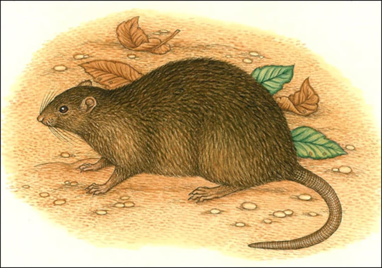 P. Wynne/patriciawynne.com |
 
Gone for Good 
This illustration shows the rat species Rattus nativitatis, which went extinct on Australia's Christmas Island by 1908. In a new study of museum DNA samples, researchers report that the likely cause of the animals' extinction was an introduced disease.