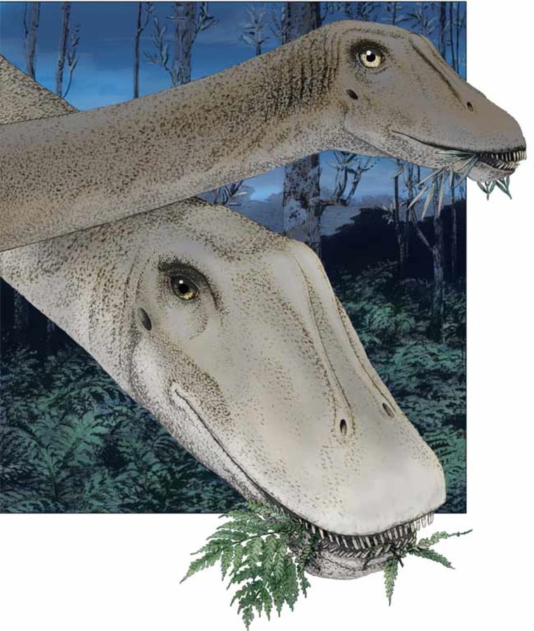 The skull of a juvenile plant-eating dinosaur called Diplodocus, illustrates that some sauropod species went through drastic changes in skull shape during normal growth. Here an illustration shows a juvenile dinosaur (with a narrower snout) eating alongside an adult Diplodocus. 