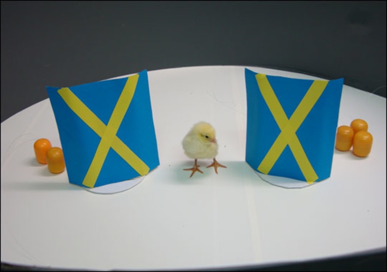 Rosa Rugani |
 
Deep Thinker
A chick contemplates two groups of yellow toy balls. Chicks' arithmetic skills were on full display in a new study that showed they could perform basic addition and subtraction to find areas with the most balls.