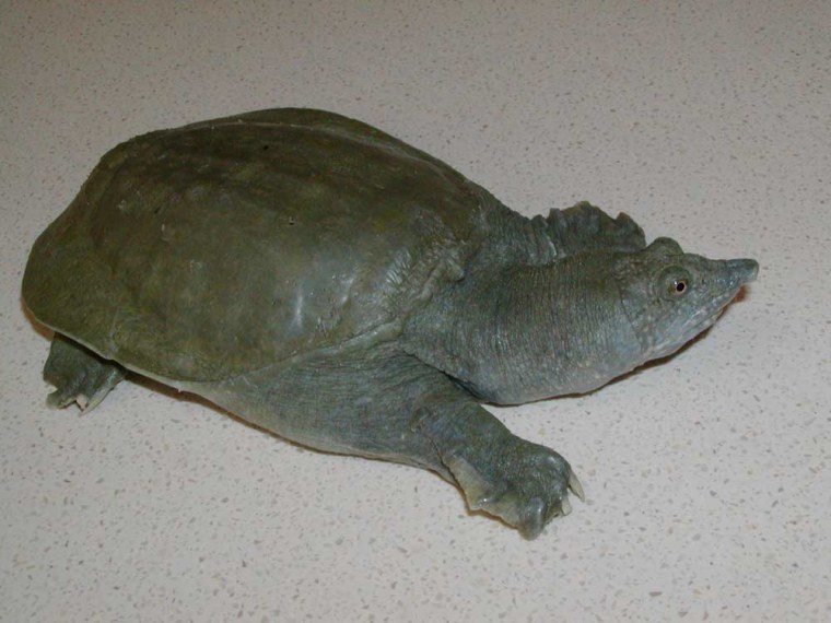 The Chinese soft-shelled turtle (Pelodiscus sinensis) excretes urea, the waste product of urine, from its mouth, scientists report Oct. 11, 2012, in the Journal of Experimental Biology