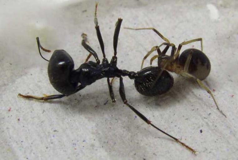 Игра муравьи пауки. Паук. Zodarion abantense. Ant Front Side.