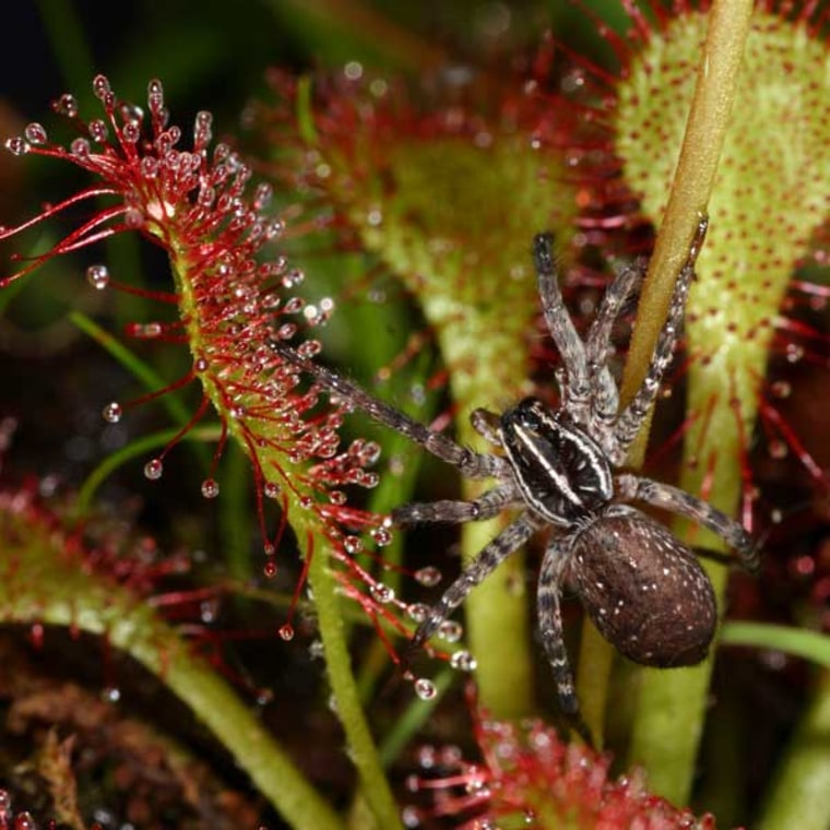 The carnivorous sundew and the wolf spider eat the same prey in the wild. 