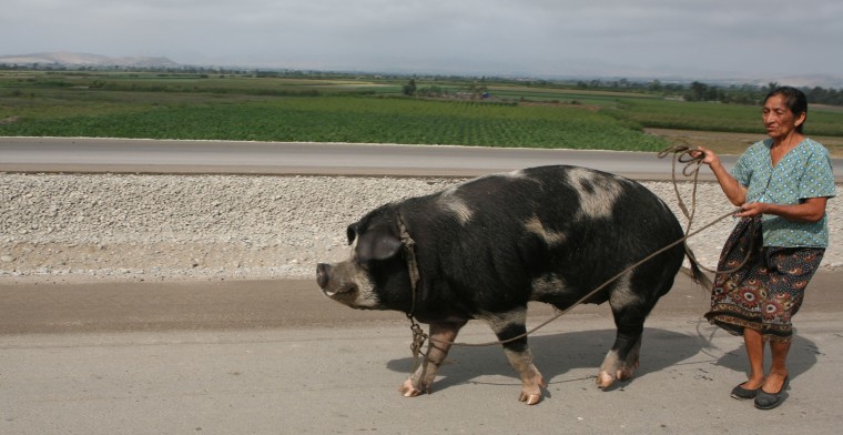 Image: Hogging the road