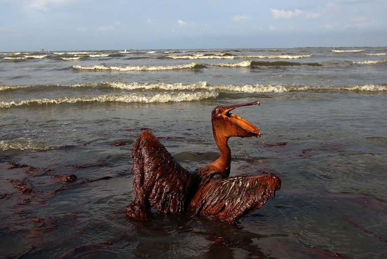 Image: A brown pelican coated in oil