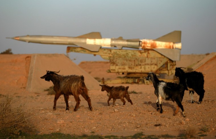 Image: Goats walk past a Surface-to-Air Missile