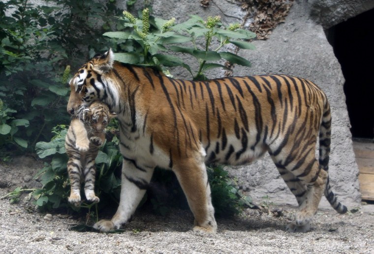 Image: Niva, a Siberian tiger, carries a cub at the Budapest Zoo