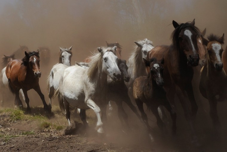 Image: Wild Horses Are Tamed At Rapa Das Bestas