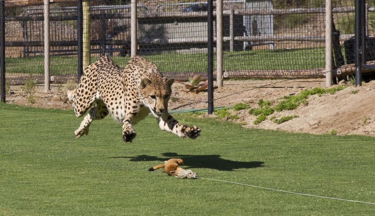 Image: SAN DIEGO ZOO SAFARI PARK DEBUTS ITS FASTEST FEATURE