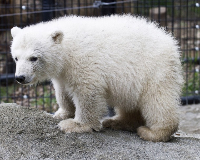 Image: File handout shows polar bear cub Qannik